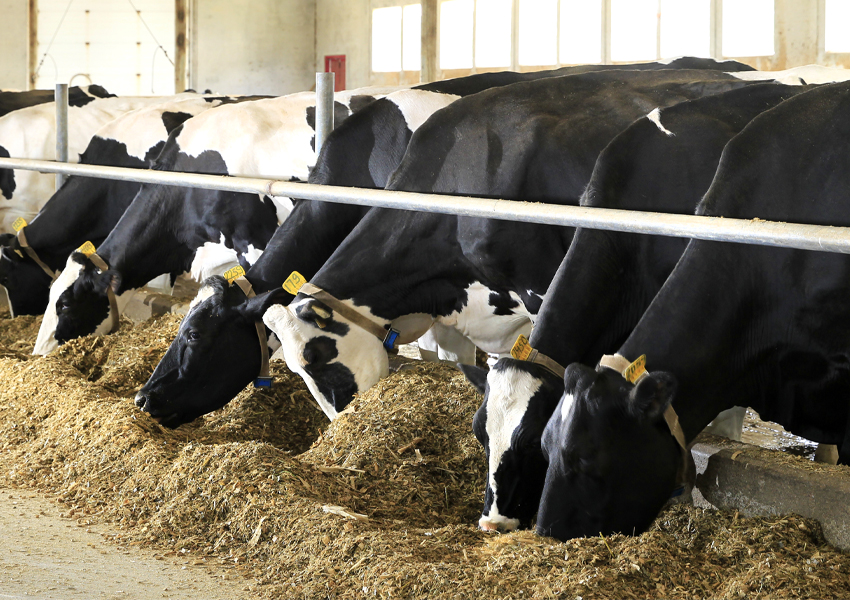 Besleme Çözümlerimiz Faunus Nutrition and Technology